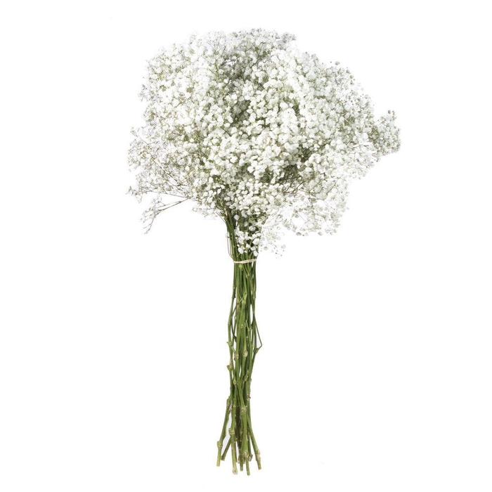 <h4>Gypsophila Xlence</h4>