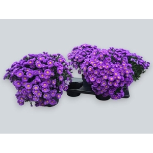 ASTER D AL D PURP LA