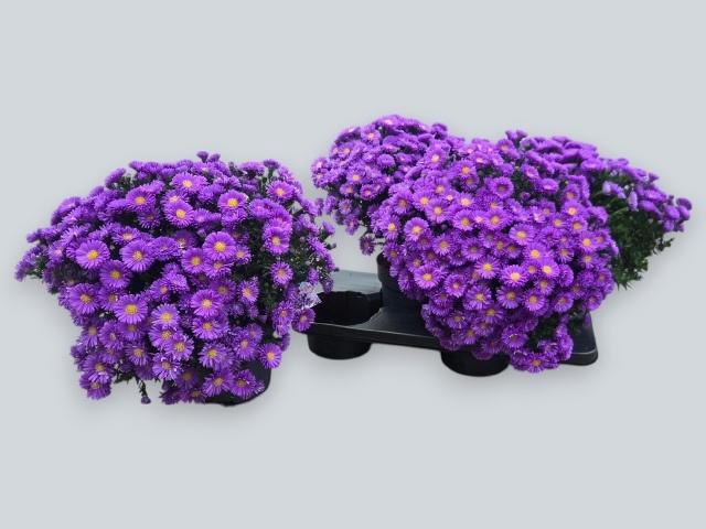 <h4>ASTER D AL D PURP LA</h4>