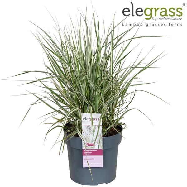 <h4>Calamagrostis acutiflora x 'Overdam' P19</h4>