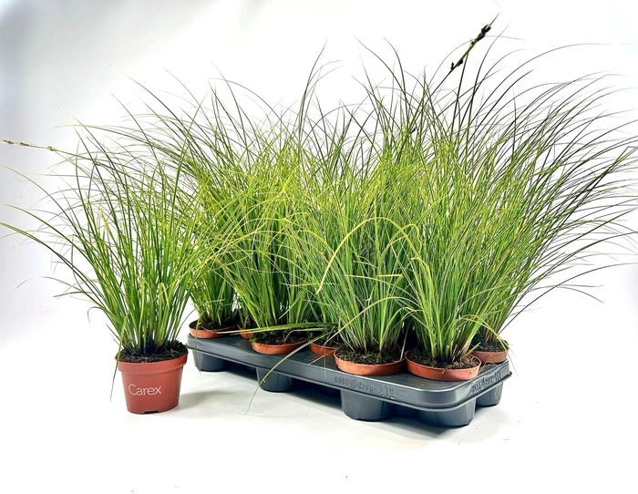 <h4>CARE BRUNNEA</h4>