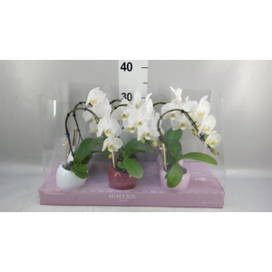 Phalaenopsis   ...white