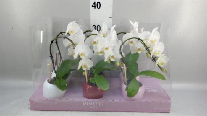 <h4>Phalaenopsis   ...white</h4>