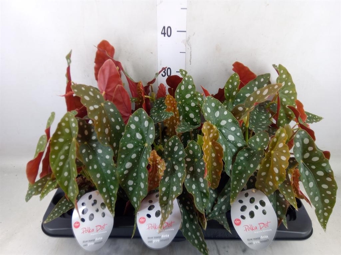 <h4>Begonia maculata</h4>