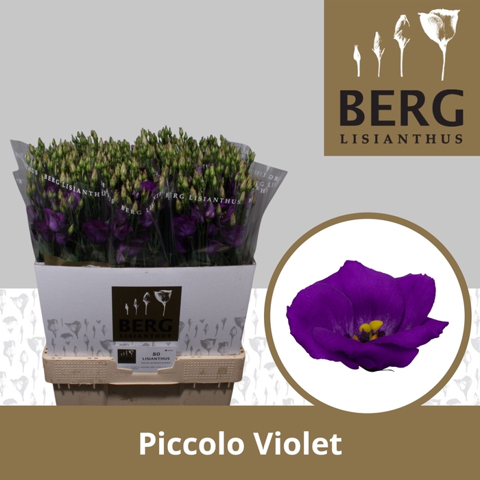 <h4>Lisianthus Piccolo Violet</h4>