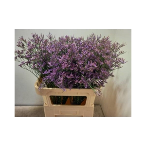 LIM PIUMA DARK BLUE