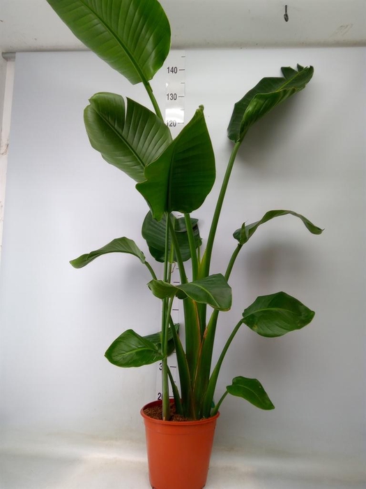 <h4>Strelitzia nicolai</h4>