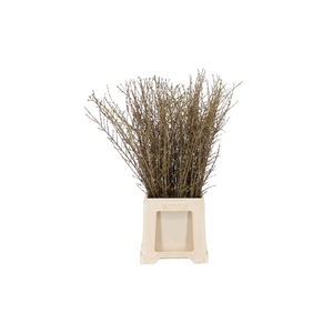 Forsythia Intermedia Per Bos