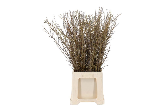 <h4>Forsythia Intermedia Per Bos</h4>
