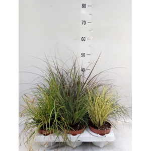 Carex   ...mix