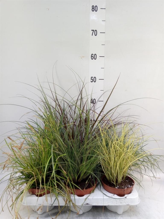 <h4>Carex   ...mix</h4>