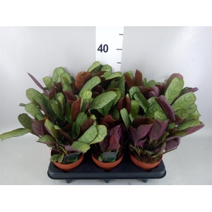 Ctenanthe burle-marxii 'Amagris'