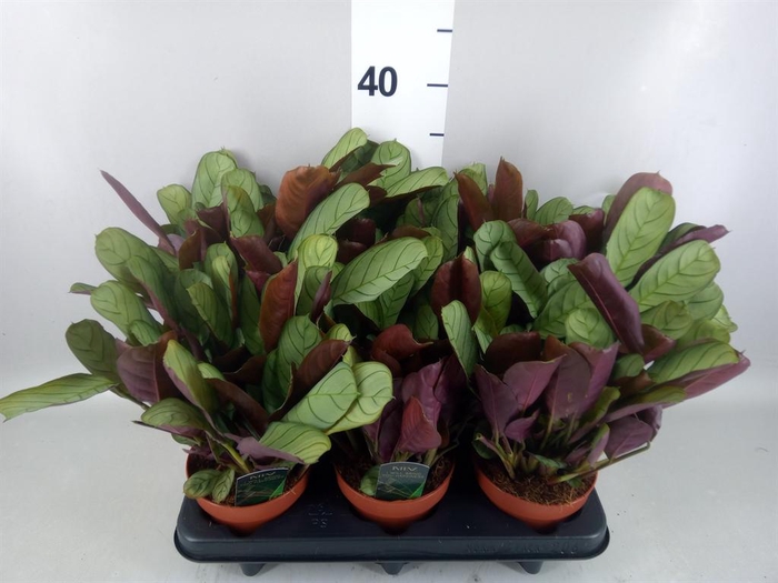 Ctenanthe burle-marxii 'Amagris'