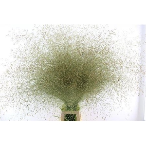 DECOGROEN OV