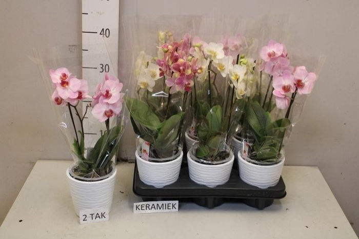 <h4>ARR PHAL MT</h4>