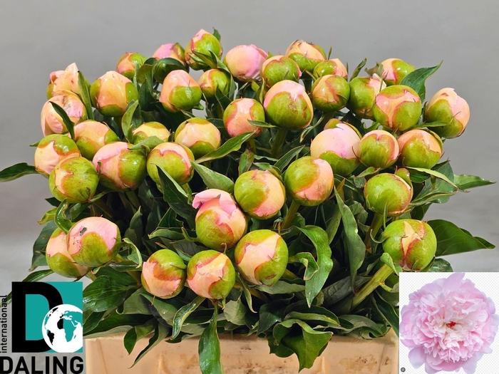 <h4>PAEO L ALERTIE</h4>