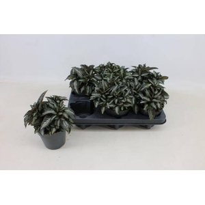 PILEA SPR SILV TREE