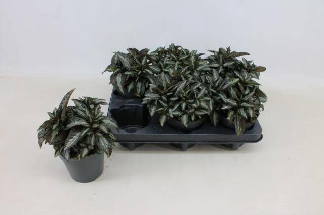 <h4>PILEA SPR SILV TREE</h4>