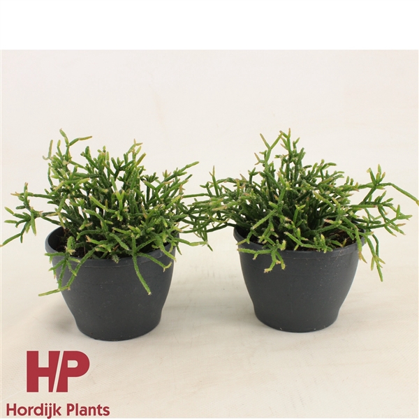 <h4>Rhipsalis burchellii 12cm</h4>