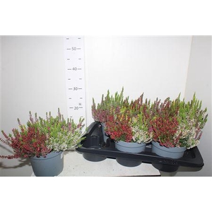 Callu Wibos Quattro