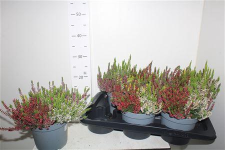 <h4>Callu Wibos Quattro</h4>