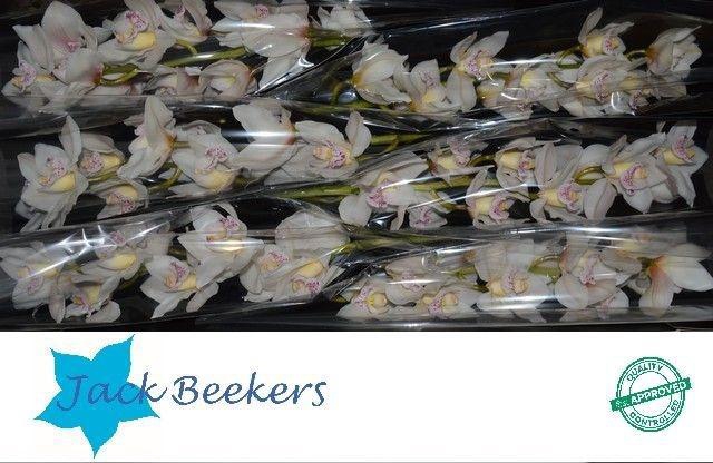 <h4>CYMB T STEFFI</h4>