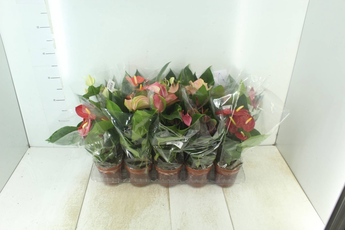 <h4>ANTHURIUM VARIADO P12</h4>