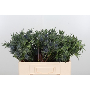Eryngium