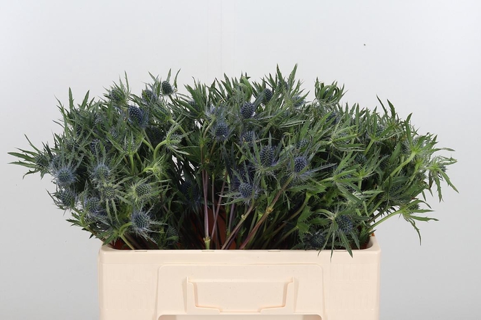<h4>Eryngium</h4>