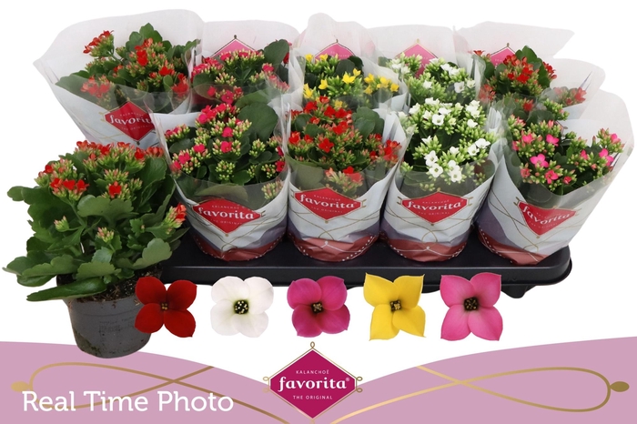 <h4>KAL EN GEM 5 KL</h4>