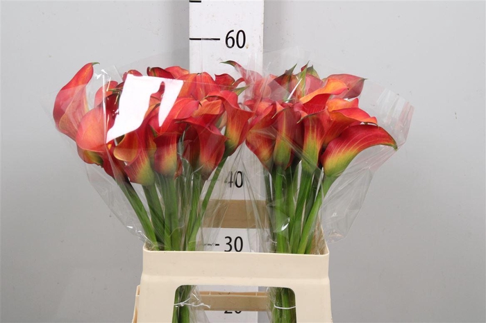 <h4>Zant Morning Sun</h4>