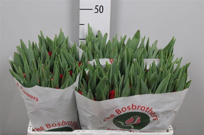 <h4>Tu En Red Stone</h4>