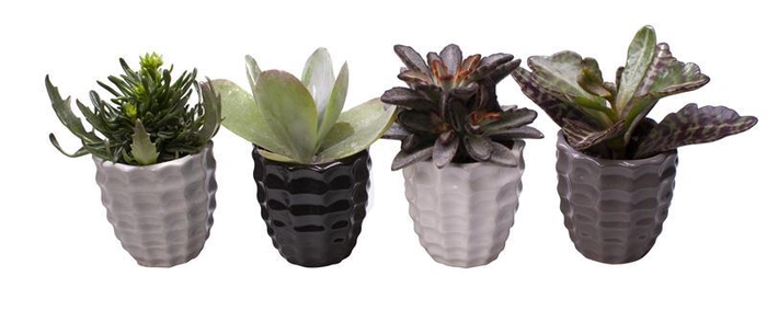 <h4>KALANCHOE MIX P6 L 65436</h4>