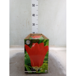 Tulipa   ...flowerbulbs