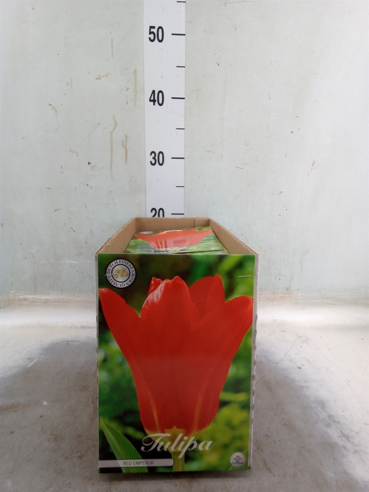 <h4>Tulipa   ...flowerbulbs</h4>