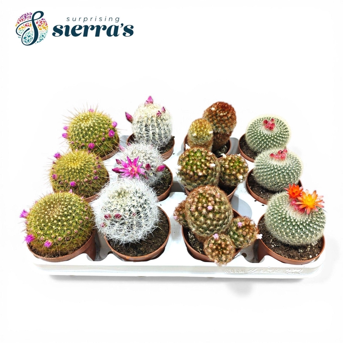 <h4>CACTUS BLOEIEND GEM</h4>