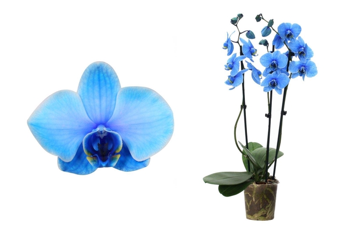 <h4>Phal I Am Blue 3T18+</h4>