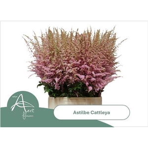 Astilbe Ar Cattleya