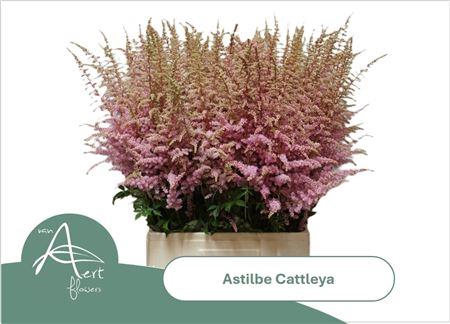 <h4>Astilbe Ar Cattleya</h4>