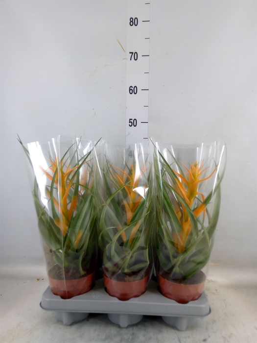 <h4>Tillandsia</h4>