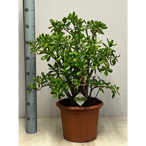 CRASS OVATA