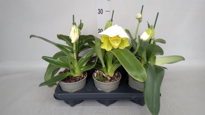 <h4>Paphiopedilum  'Amerikaanse hybrid'</h4>