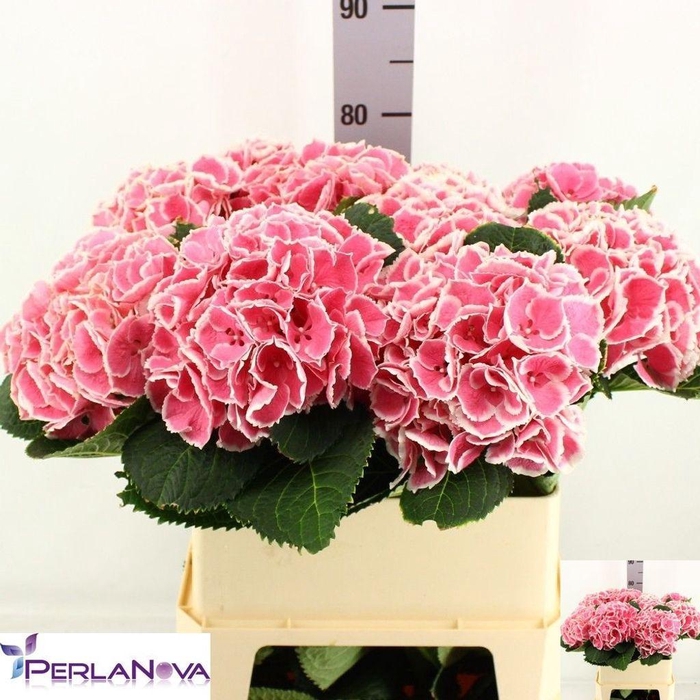 <h4>Hydrangea my beautiful rosada</h4>