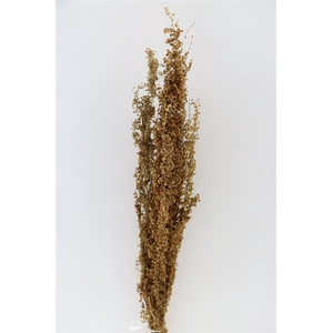 Dried Abetona Romice Natural Bunch