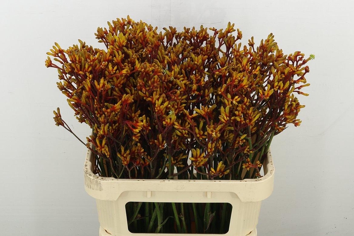 <h4>Anigoz Gold Fever</h4>