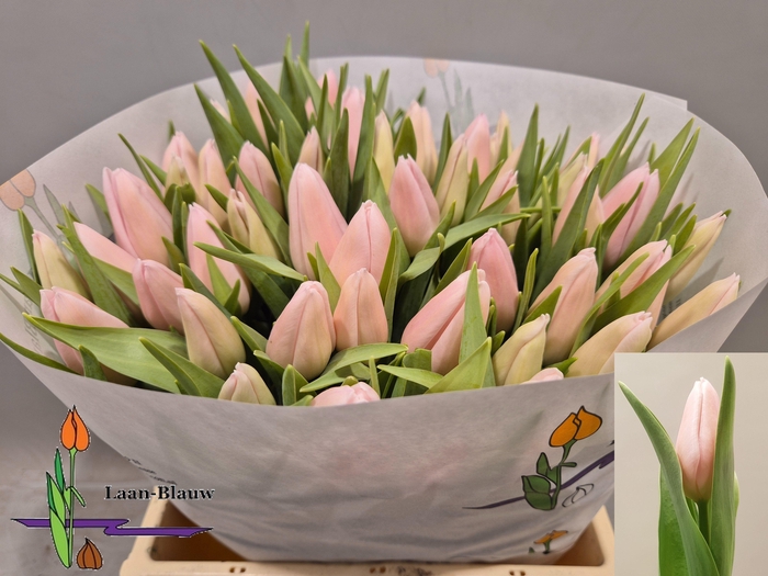 <h4>TU EN GABRIELLA</h4>