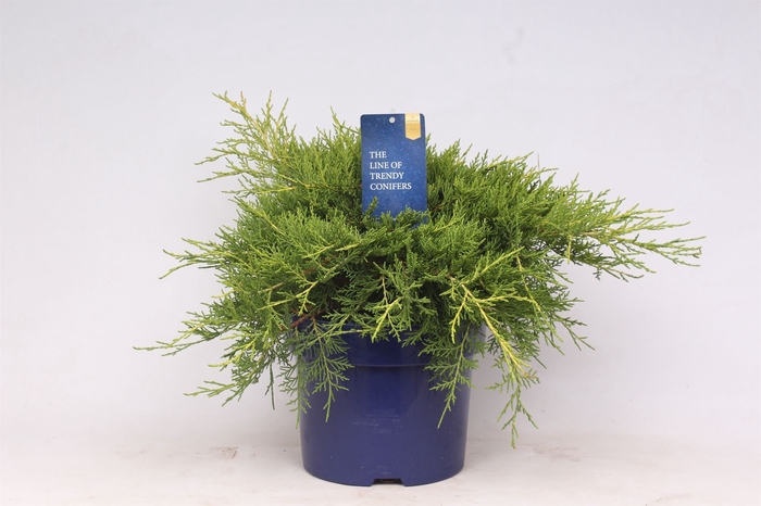 <h4>Juniperus x pfitzeriana Gold Coast</h4>
