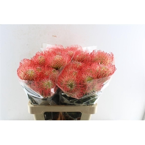 Leuco Co Ayoba Pink