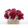 Calla Red Salsa