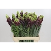 Fritillaria Persica